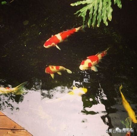 小鯉魚飼養|錦鯉：照顧和飼養這些美麗魚類的完整指南